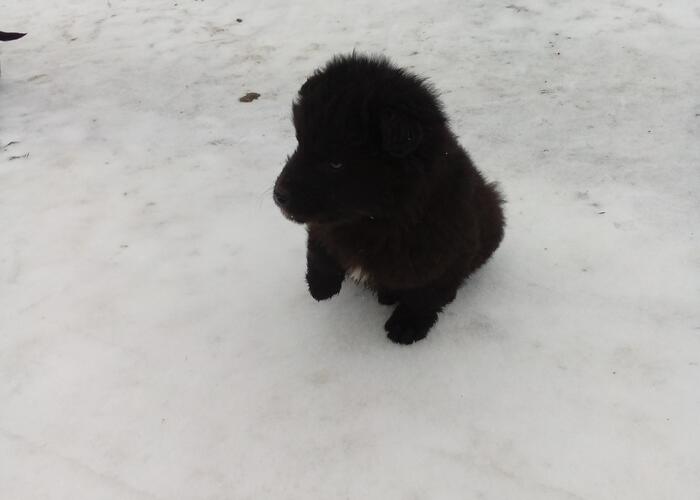 Grajewo ogłoszenia: Oddam w dobre ręce pieski całe czarne dwie suczki i trzy pieski