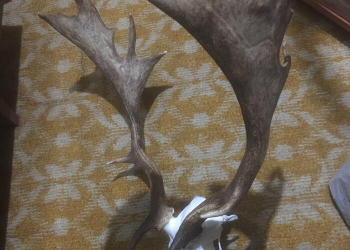 Grajewo ogłoszenia: Witam. Sprzedam poroże Daniela z deską lub oddzielnie widoczne na...